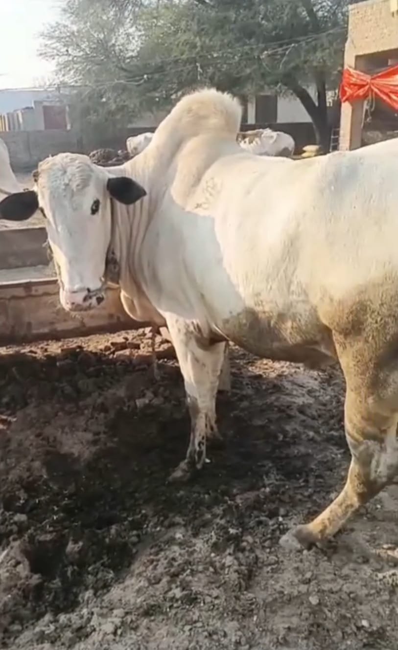 whatsapp image 2026 03 01 at 2.34.38 pm